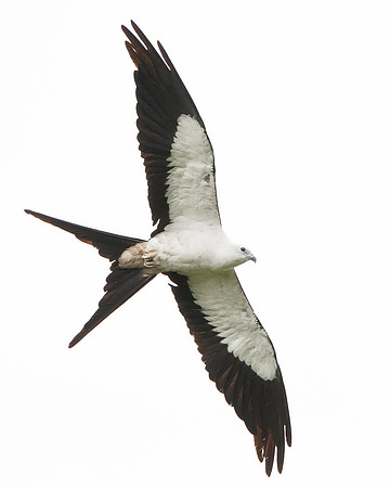 Swallow-tailed Kite