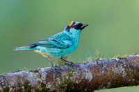 Golden-naped Tanager