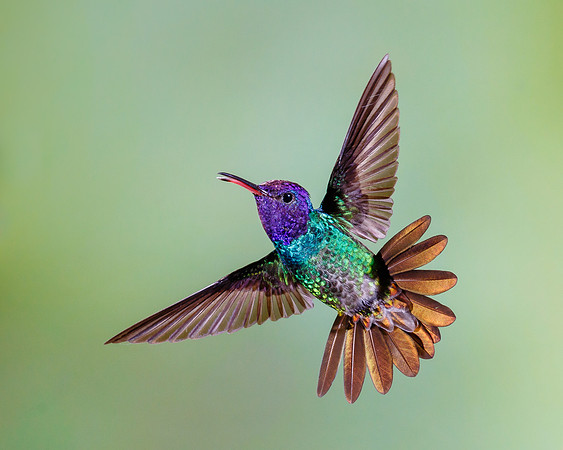 Golden-tailed Sapphire (multi-flash set-up)