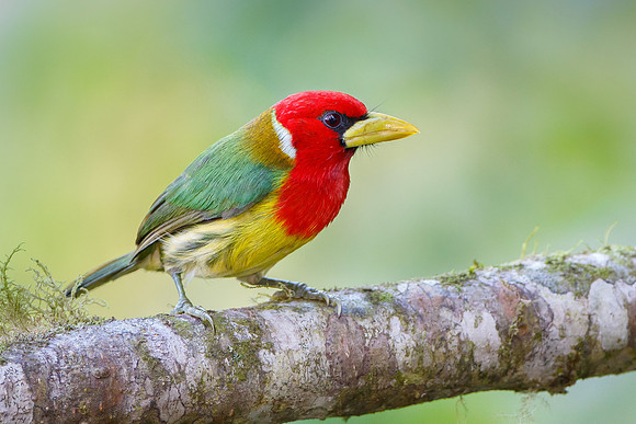 Red-headed Barbet, male