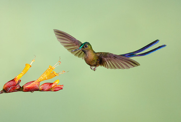 Violet-tailed Sylph (multi-flash set-up)