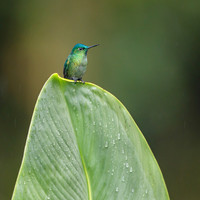 Long-tailed Sylph