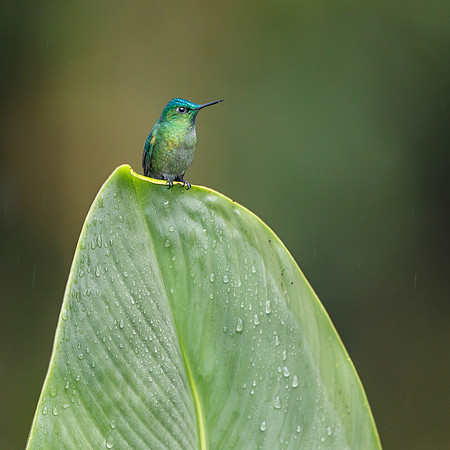 Long-tailed Sylph