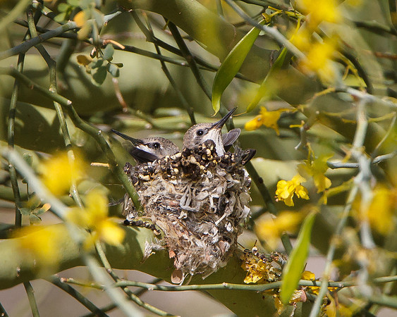 Costa's Hummingbird nest with 2 chicks