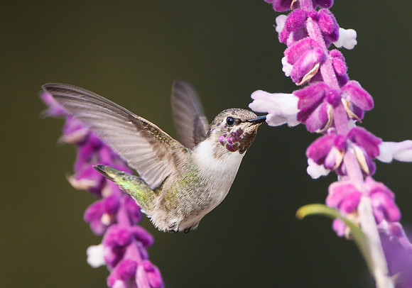 Costa's Hummingbird, subadult