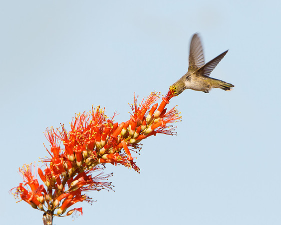 Costa's Hummingbird, female feeding on Ocotillo flower