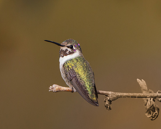 Costa's Hummingbird, subadult