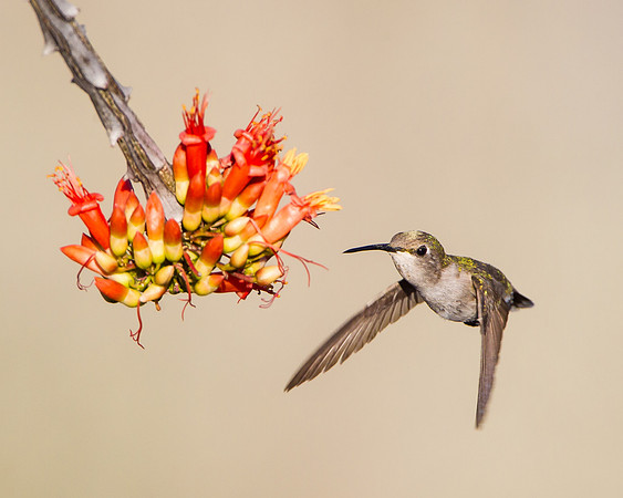 Costa's Hummingbird, female