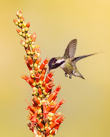 Costa's Hummingbird, male