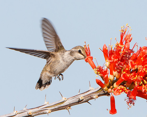 Costa's Hummingbird, female feeding on Ocotillo flower