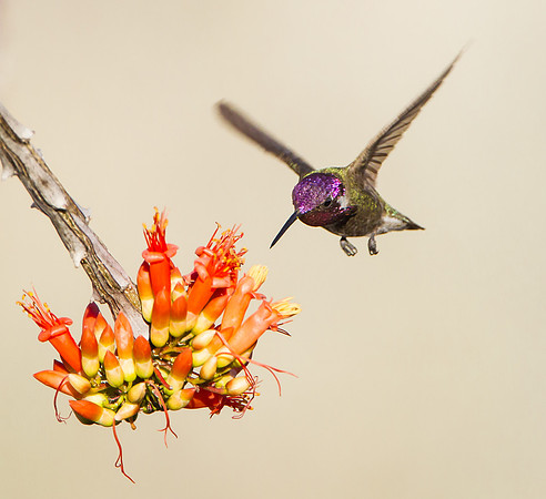 Costa's Hummingbird, male