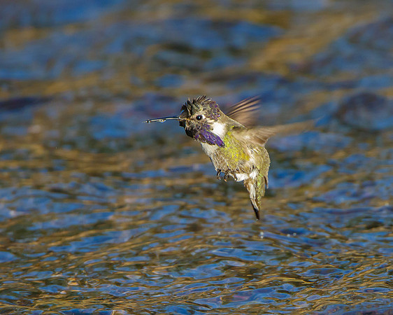 Costa's Hummingbird, bathing