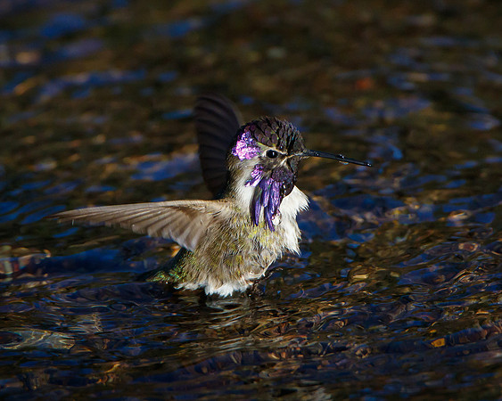 Costa's Hummingbird, bathing