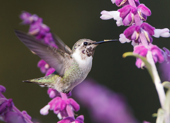 Costa's Hummingbird, subadult