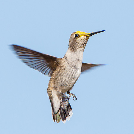 Costa's Hummingbird, with head covered in pollen