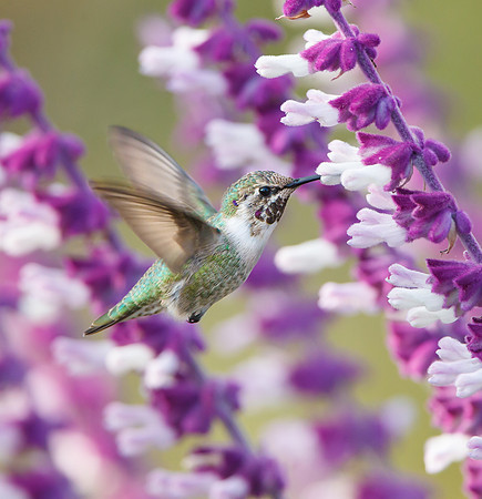 Costa's Hummingbird, subadult