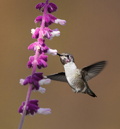 Costa's Hummingbird, subadult