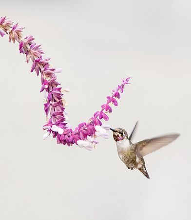 Costa's Hummingbird, subadult