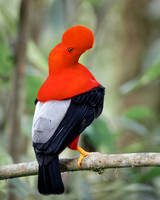 Andean Cock-of-the-rock