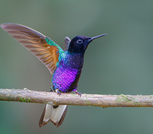 Velvet-purple Coronet