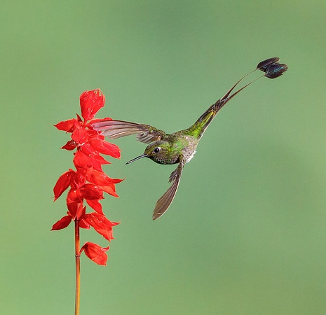 Booted Racket-tail (multi-flash set-up)
