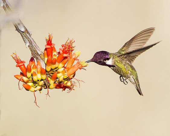 Costa's Hummingbird, male