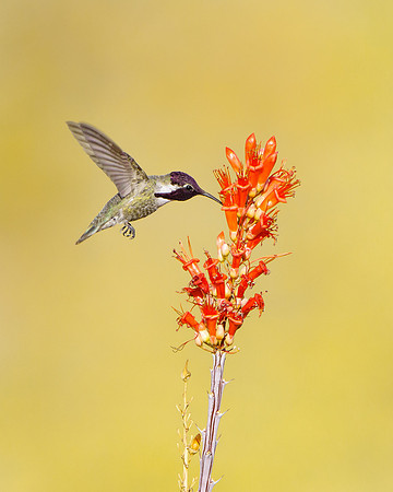 Costa's Hummingbird, male