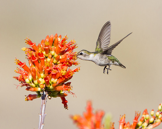 Costa's Hummingbird, female