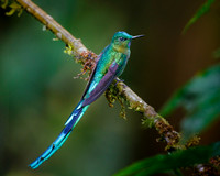 Long-tailed Sylph