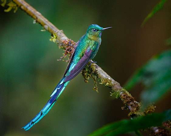 Long-tailed Sylph