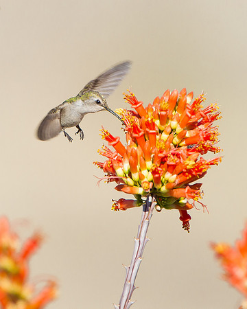 Costa's Hummingbird, female