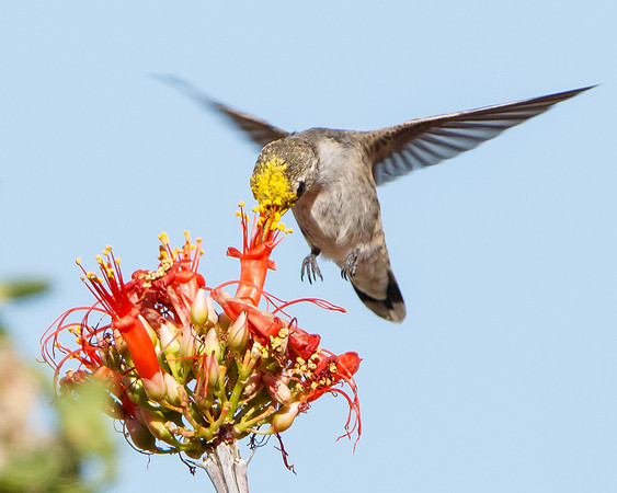 Costa's Hummingbird, pollen-encrusted female feeding on Ocotillo flower