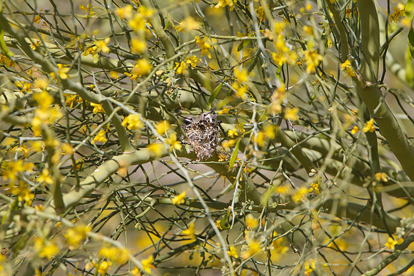 Costa's Hummingbird nest with 2 chicks
