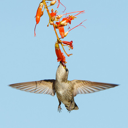 Costa's Hummingbird, female feeding on Ocotillo flower