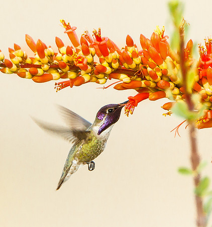 Costa's Hummingbird, male