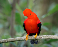 Andean Cock-of-the-rock