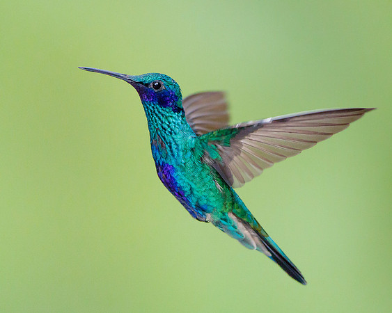 Sparkling Violetear