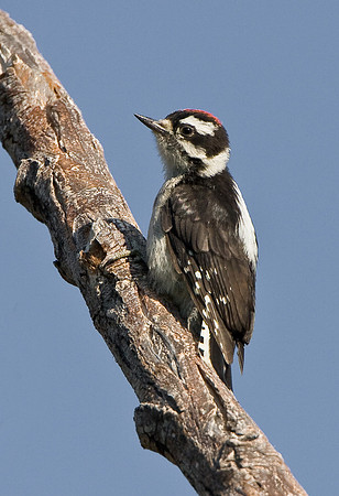 Downy Woodpecker, junvenile