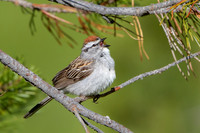 Chipping Sparrow