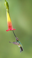 Sword-billed Hummingbird feeding on trumpet flower