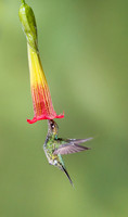 Sword-billed Hummingbird feeding on trumpet flower