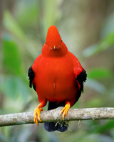 Andean Cock-of-the-rock