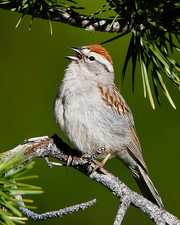 Chipping Sparrow
