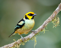Flame-faced Tanager