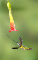 Sword-billed Hummingbird feeding on trumpet flower
