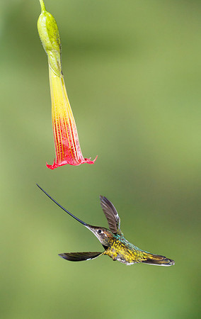 Sword-billed Hummingbird feeding on trumpet flower