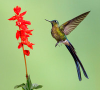 Violet-tailed Sylph (multi-flash set-up)