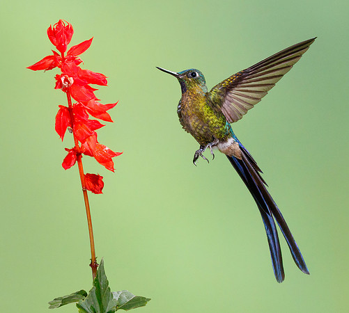 Violet-tailed Sylph (multi-flash set-up)