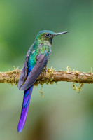 Violet-tailed Sylph