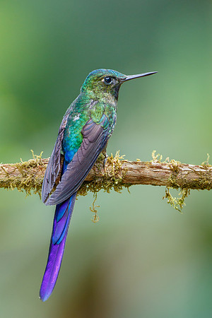Violet-tailed Sylph